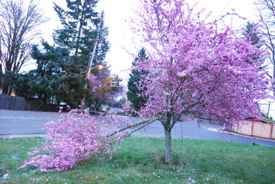 Cherry Blossom, with broken branches